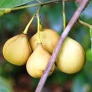 Fresh nutmeg 500 grams AF Y