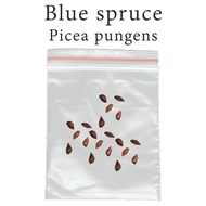 Pine Seeds - Colorado Blue Spruce [Picea pungens] Thai Shop Bonsai