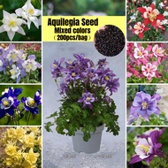 [Fast Sprouting] 200pcs Mixed Colors Aquilegia Flower Seeds for Planting Biji Benih Bunga Pokok Bunga Potted Gardening