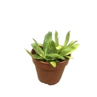 organic edible sawtooth coriander potted plant