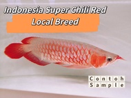 Arowana Fish Indonesia Super Chili Red 印尼纯辣椒红龙鱼🔥 Ikan Kelisa **6 inch**