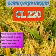 BARANG TERLARIS BAGUS BENIH BIBIT PADI CL220 KEMASAN 5KG READYY