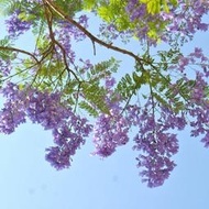 藍花楹種子 種籽 藍霧樹紫花雲洋楹 藍花楹籽植物花草花卉種子 種籽