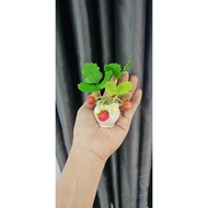 Mini clay strawberry pot 12cm high