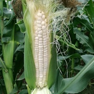 20pcs Biji Benih Jagung Putih Susu Manis/White Sweet Corn/白糯香甜玉米籽