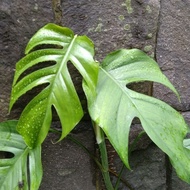 Tanaman rambat monstera epipremnum pitanum tanaman hias monstera