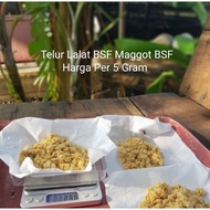 Bsf Flies BSF Maggot Eggs 5gram