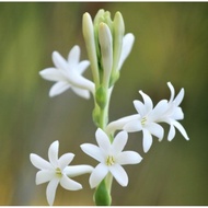 pokok bunga harum sundal malam/tuberose flower