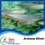 Ikan Hias Arwana Arowana Silver Red Brazil Predator 18-20 cm