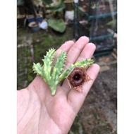 Succulent: Huernia Zebrina Variegata