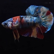 1 Pasang ikan cupang bahan nemo multicolour 1 pair nemo multi nemoxy