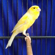 Best Seller Burung Kenari F1 Sf Scot Fancy Gacor Murah