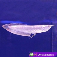 Arwana Silver Brazil / Ikan Predator 11 12 13 cm