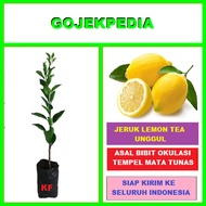 Bibit Jeruk Lemon Tea Pohon Jeruk Lemon Tea Bibit Tanaman Jeruk Lemon