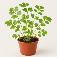 Potted Coriander Plant – Easy to Grow, Fragrant Herb for Cooking & Garnishing