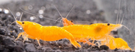 Orange pumpkin Neocaridina shrimp x 5 pcs by [3k Aquatic]