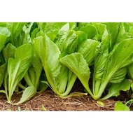 Mustard Green Seeds 300Pcs Fr SG