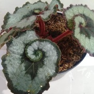 Bunga Begonia keong