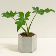小天使蔓綠絨│泥作系列│福所栽