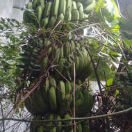 Bibit pisang Ambon