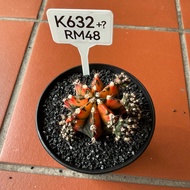 Cactus  (Real Plant)