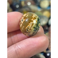 Badar Katak Rare Unik untuk Dimaharkan Saiz 10sen Motif Warna Tropika Klasik Eksotik (19mm x 16mm)
