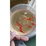 ALBINO KOI GUPPY AQUARIUM ACCESSORIES