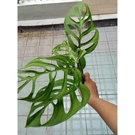 Exotic Plants - Monstera Esqueleto with stable root