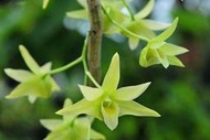 Den.tosaense var. alba 黃花石斛白變種瓶苗 , 珍貴稀有的的正港台產軟黃金 !