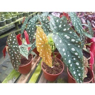 Begonia Maculata (BIG SIZE)