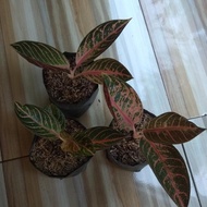 Terjangkau Bibit Aglaonema Pride Of Sumatra / Aglonema Red Sumatra