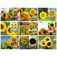 🌻READY STOCK🌻Sunflower Seeds 15pcs Individual Pack Giant Tall Layered Petals Edible Types Biji Benih