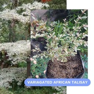 Variagated African Talisay Seedlings in soft poly bag