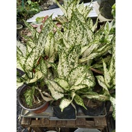 ♞Miccah Farm Aglaonema Snow white| aglaonema collection indoor plants | Pink Cochin