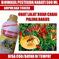 [BISA COD] BIOWASIL ISI 500 ML OBAT LALAT BUAH CABAI PALING BAGUS Pestisida Lalat Buah Pada Cabai Terbaik - Obat Lalat Buah Untuk Cabai Obat Pembasmi Lalat Buah Pada Cabai - Racun Lalat Buah Pada Cabe Cabe Rawit Cabe Merah &amp; Hijau Paling Bagus