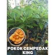 Cempedak King Hybrid (Anak Pokok)