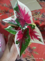 บอนสีรักเอย ส่งพร้อมกระถาง4นิ้ว  ส่งจริง ต้นแข็งแรง