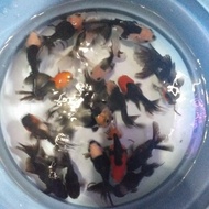 Anakan ikan mas koki oranda panda 3c ukuran 1-2cm