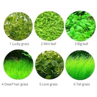 Aquarium Plant Seed Water Grass Foreground Aquatic Plants Carpet Plant Seed