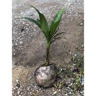 Anak Pokok Kelapa Tacunan