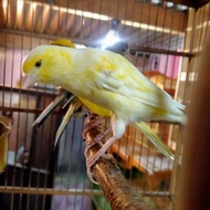 NEW PRODUCT BURUNG KENARI HYBRID SF BB GIBO FRILL BETINA SIAPAN MUAMAHD