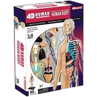 4 d MASTER human anatomy removable 60 parts assembled model body bone internal 26085