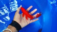 KOMET MERAH SLAYER AVATAR aquascape