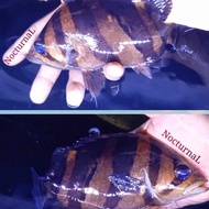 DATZ BORNEO 3 BAR / TIGER DATZ 3 BAR / IKAN HIAS PREDATOR / TIGER DATZ FISH