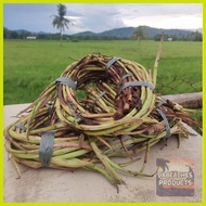 ✾ ❖ ❍ ✔ Takway/Daludal/Ugat ng Gabi from Capiz 1kg