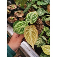 Anthurium dorayaki silver / Anturium dorsil / kuping gajah dorayaki silver