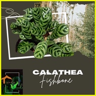 ♞,♘,♙Calathea Fishbone Live Plants