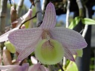 原生蘭Dendrobium aphyllum 大天宮石斛(罕見~花瓣網紋)特殊個體