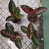 aglaonema adelia