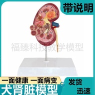 Canine model animal innards dog renal pathological model health urinary tract cat kidney dissection 